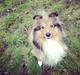 Shetland sheepdog Peanut