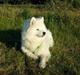 Samojedhund Nillie