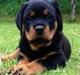 Rottweiler Börje