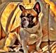 Fransk bulldog Cæsar