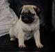 Mops ALMA