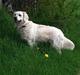Golden retriever bailey