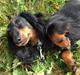 Miniature gravhund Malou