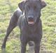 Labrador retriever Lady<3 (Far's)