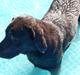 Labrador retriever Sille