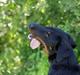 Beauceron Blackbossys Ayden