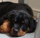 Rottweiler Janett Vom Hause Detseny