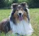 Collie langhåret Luca