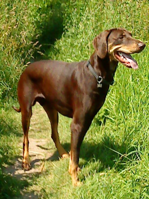 Blanding af racer Kenzo - En dag i hundeskoven :) 11/7-13 billede 20