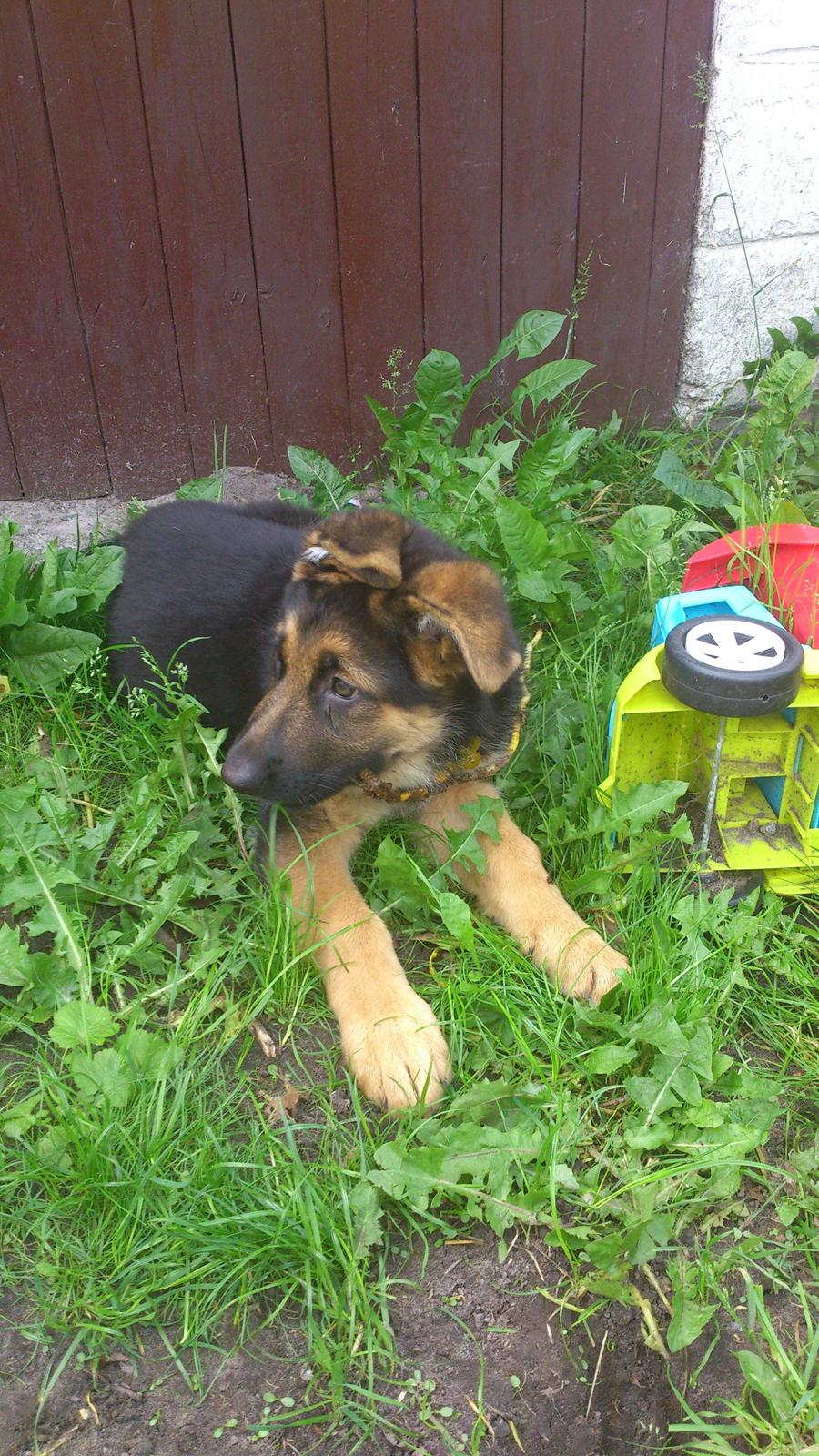 Schæferhund wupti r.i.p - hygger ed en pind billede 3