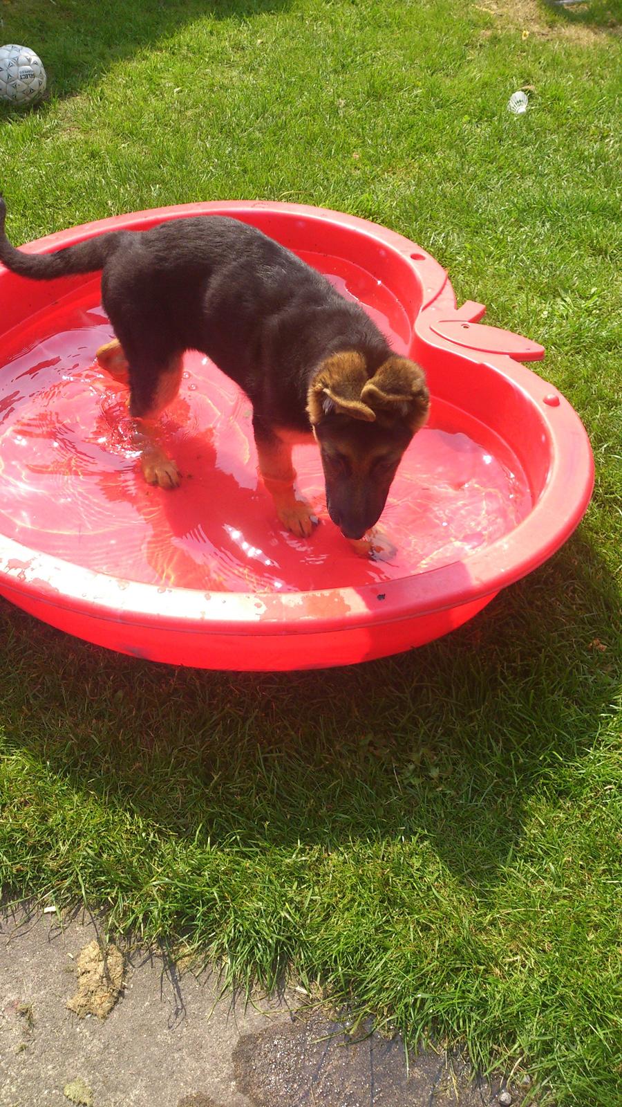 Schæferhund wupti r.i.p - vandhund billede 4