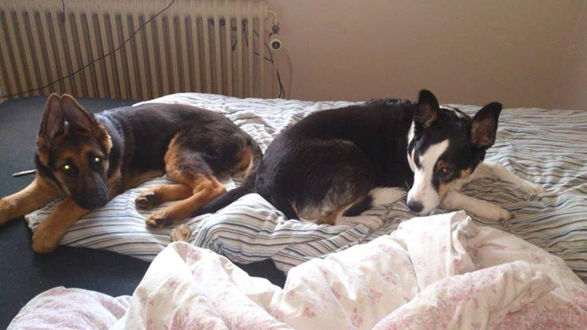 Schæferhund wupti r.i.p billede 5