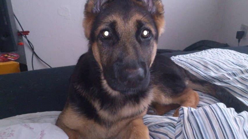 Schæferhund wupti r.i.p billede 6