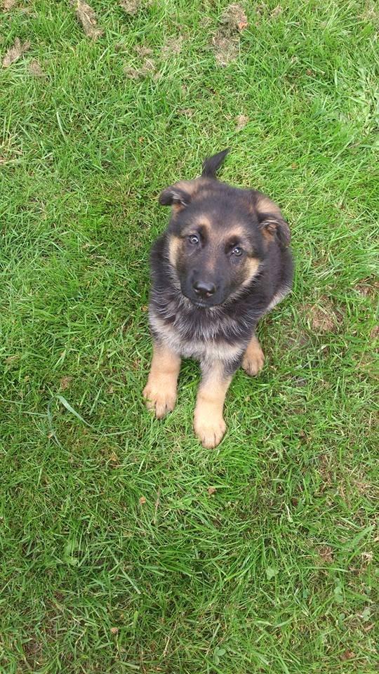 Schæferhund wupti r.i.p - her er jeg   8 uger  billede 2