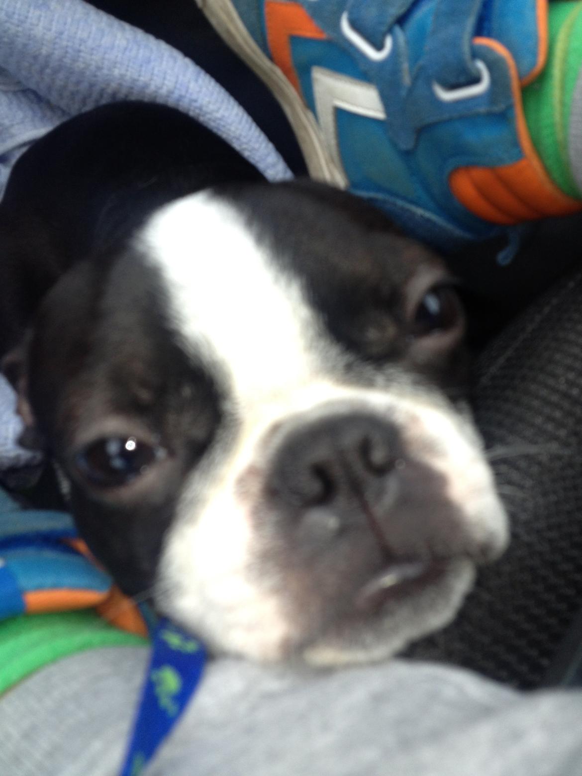 Boston terrier Buddie (Fyrhøj Giano) billede 1