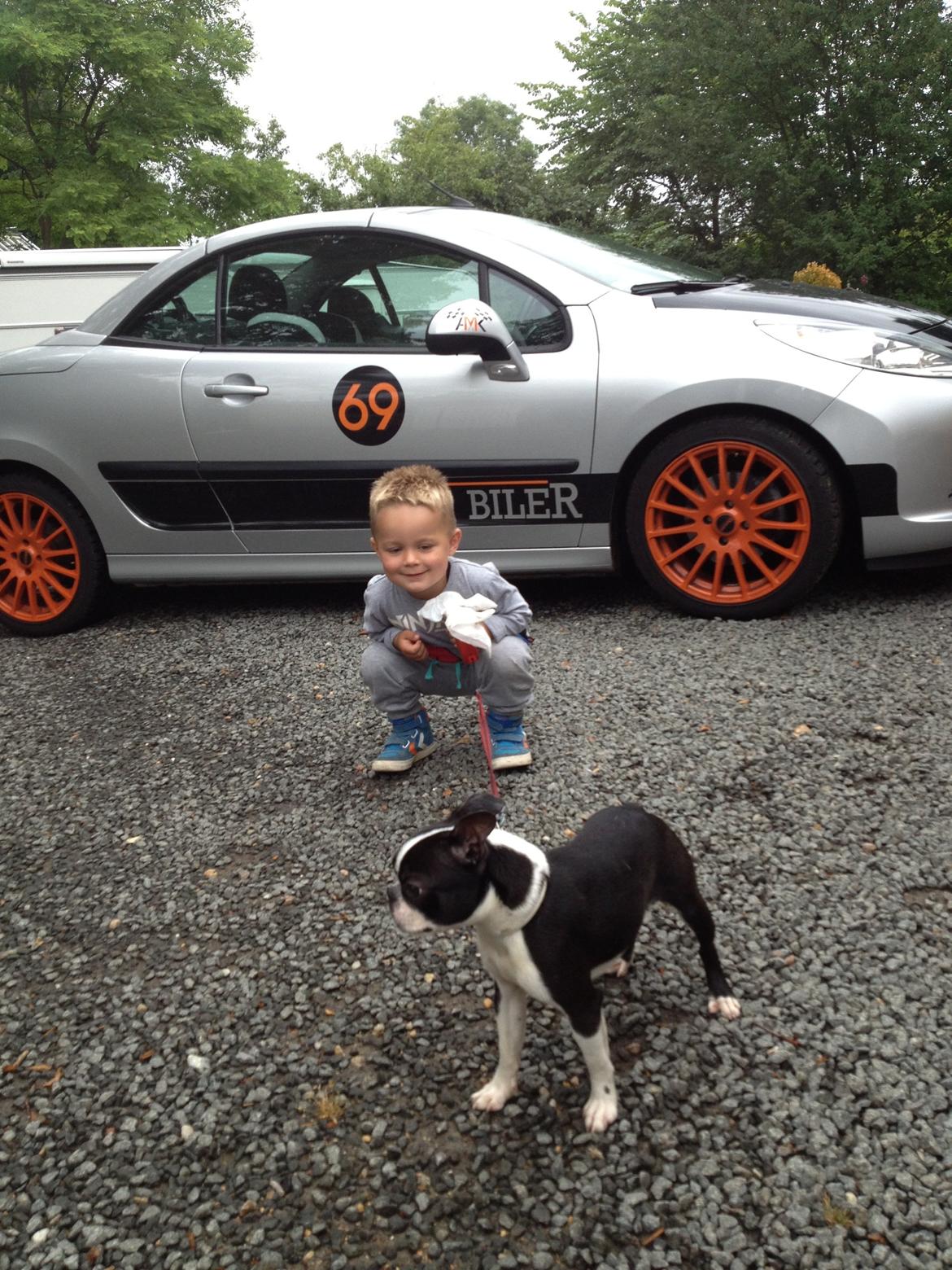 Boston terrier Buddie (Fyrhøj Giano) billede 2