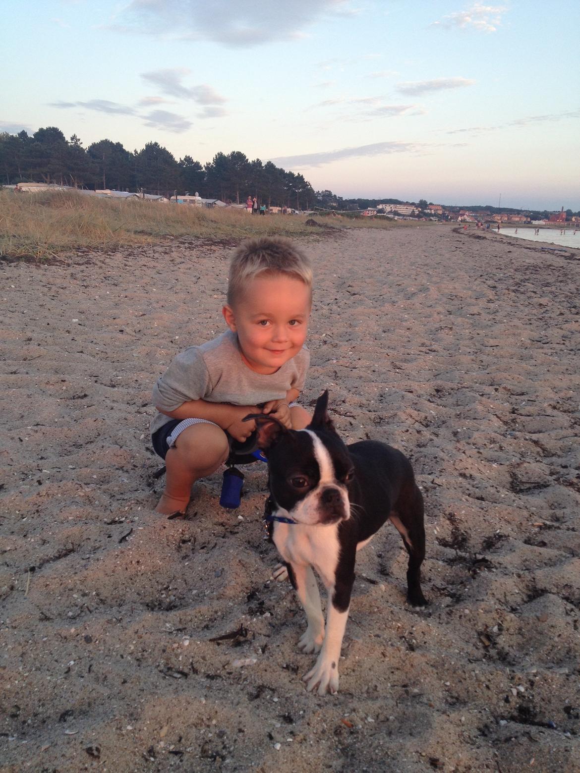 Boston terrier Buddie (Fyrhøj Giano) billede 3