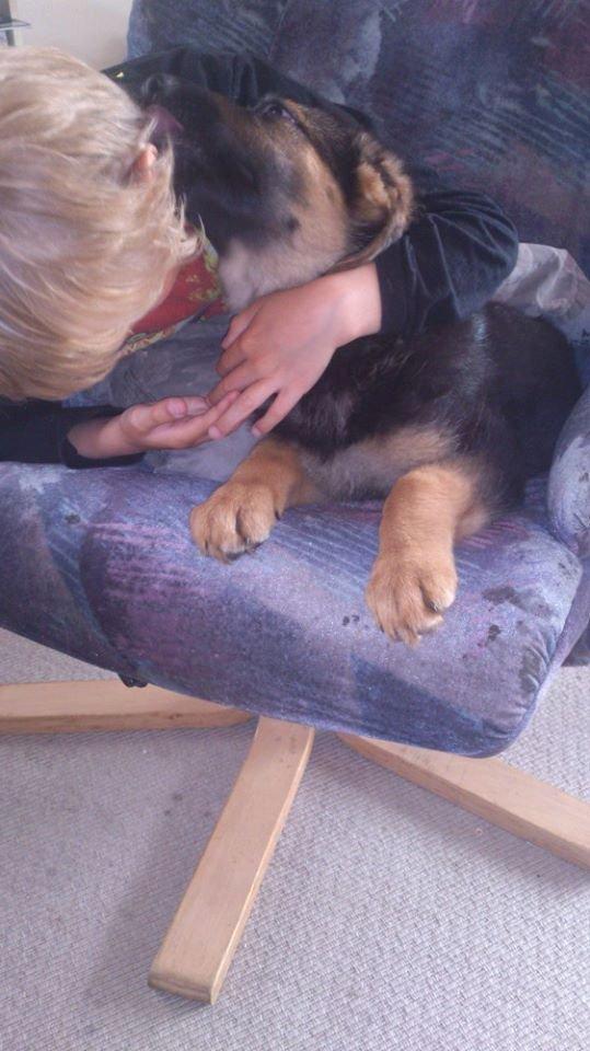 Schæferhund wupti r.i.p - åhhh så kom han hjem fra skole ... endelig  billede 7