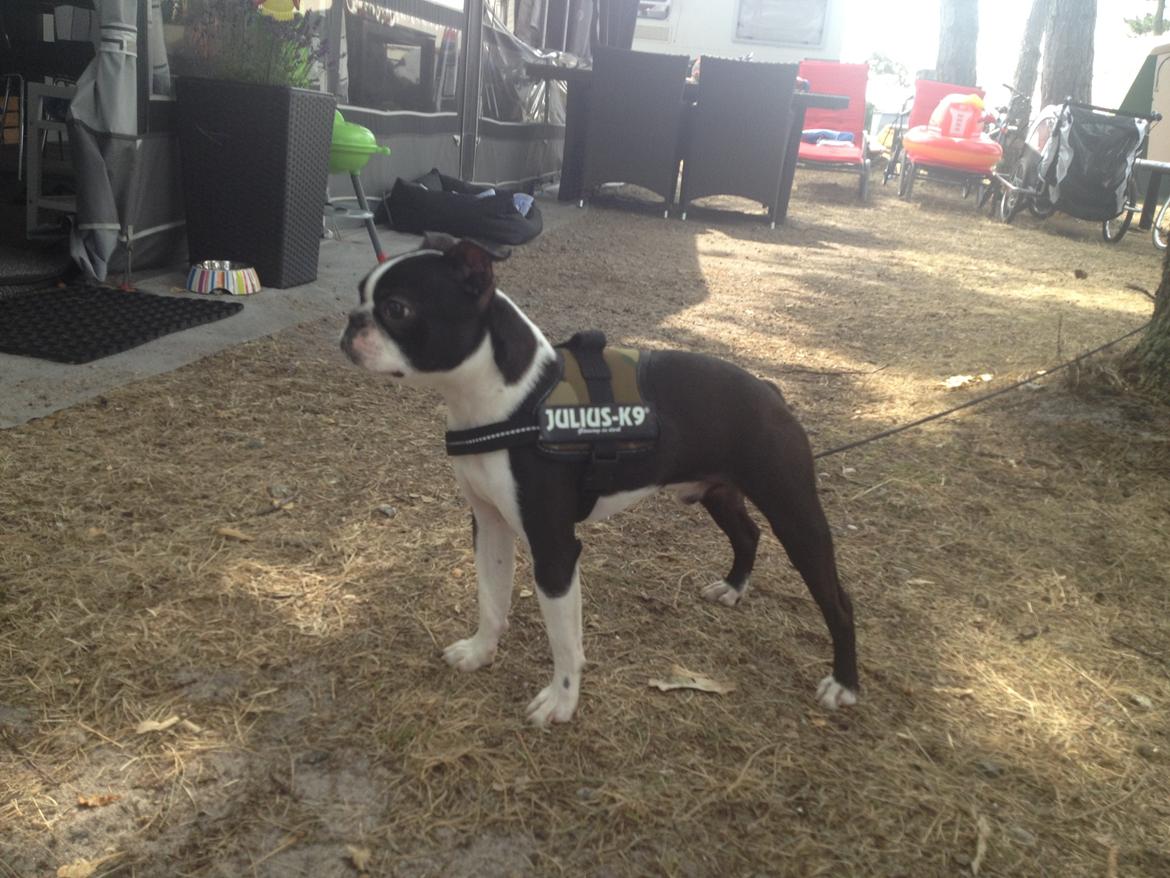 Boston terrier Buddie (Fyrhøj Giano) billede 10