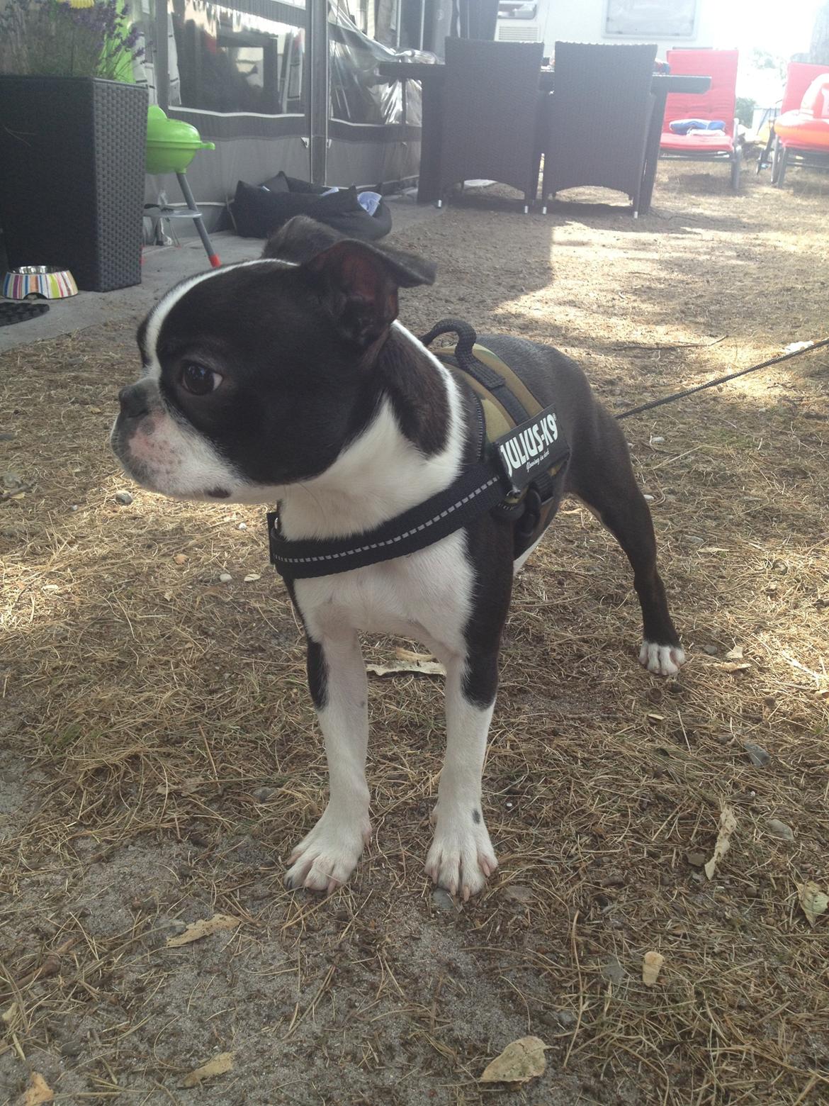 Boston terrier Buddie (Fyrhøj Giano) billede 11