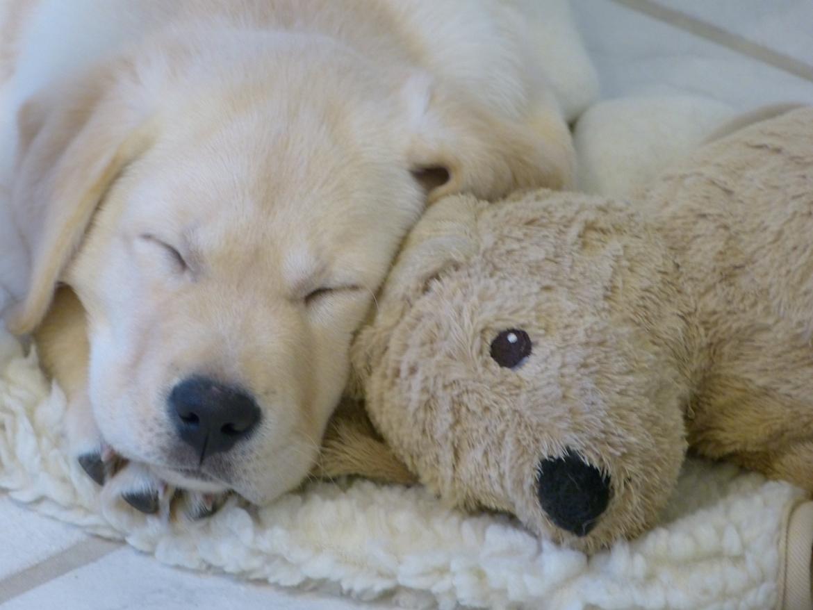 Labrador retriever Juelsgaard`s Fortitudo - Henning med sin elskede bamse "Carsten", som han har haft fra hvalp. billede 8