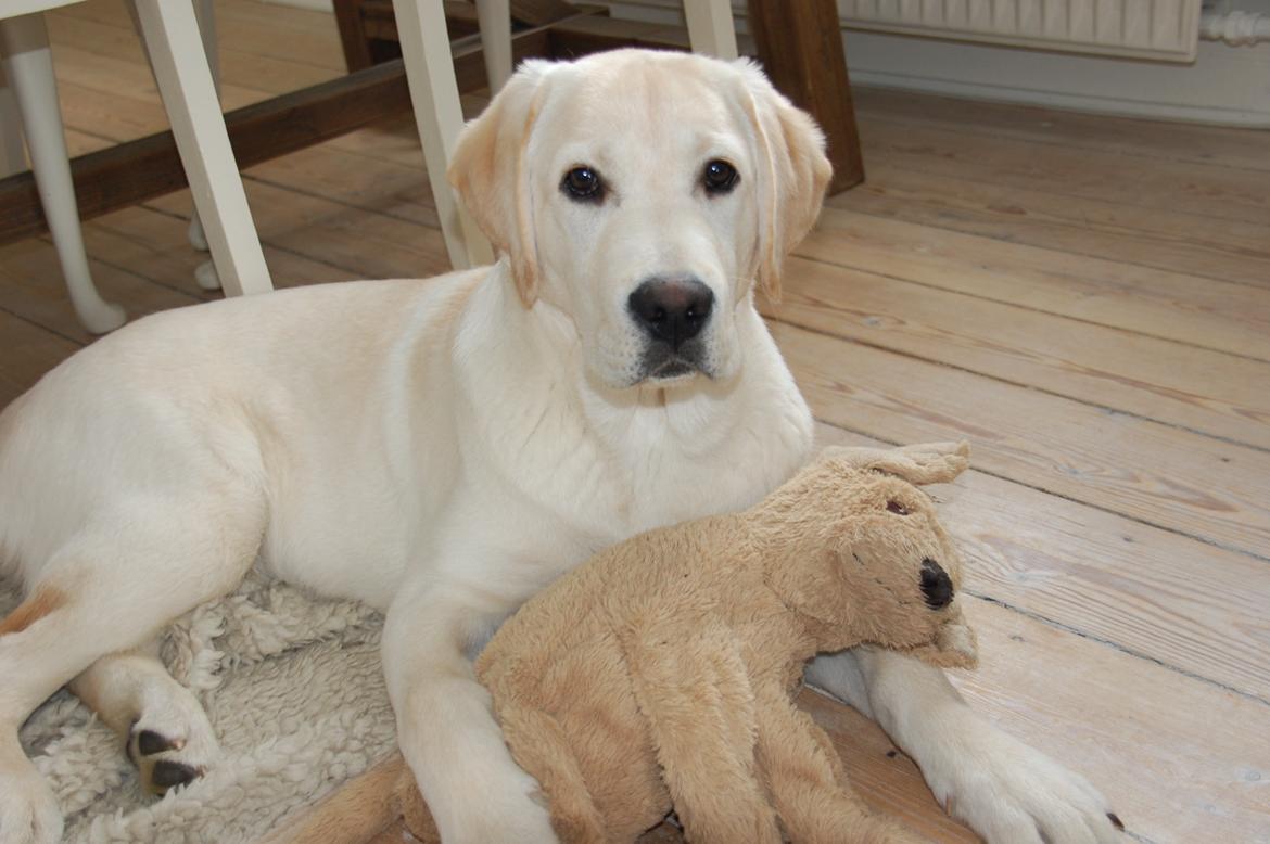 Labrador retriever Juelsgaard`s Fortitudo - "Carsten" er stadig yndlingsbamsen, selv om man er ved at være voksen og har stadig ikke så meget som et hul. Han ELSKER  den bamse. billede 9