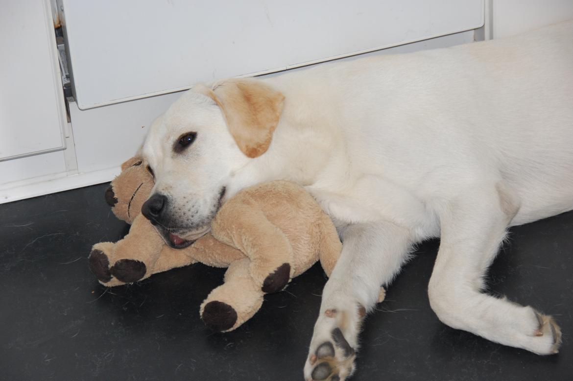 Labrador retriever Juelsgaard`s Fortitudo - Aj gå lige med jer. Jeg hygger med "Carsten". billede 10