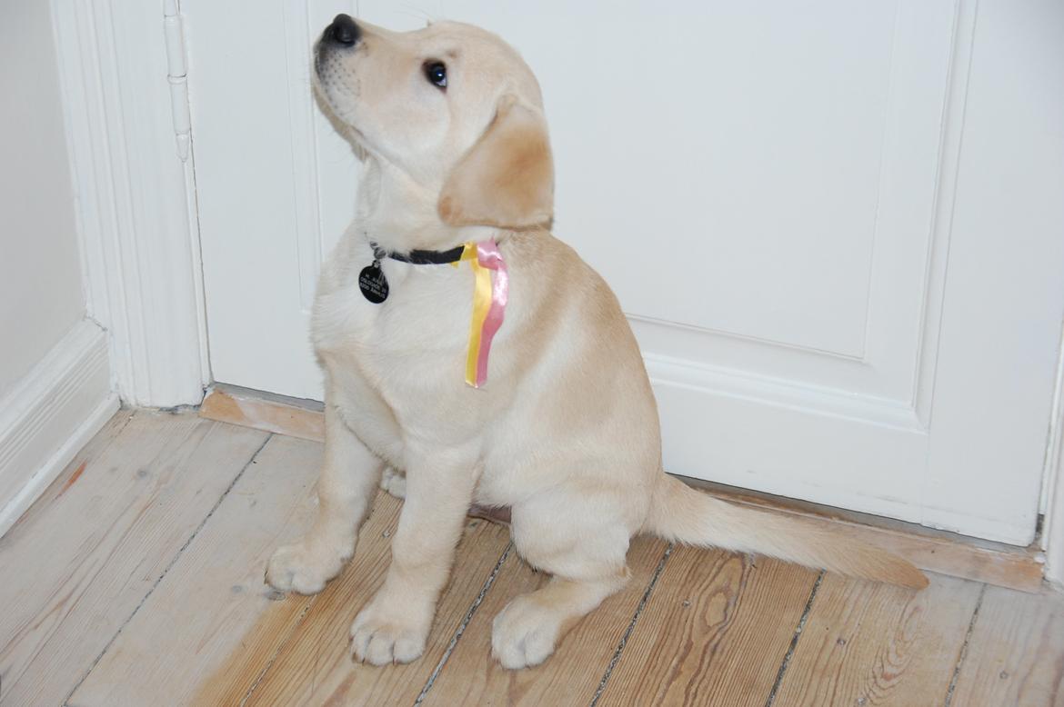 Labrador retriever Juelsgaard`s Fortitudo - Vinterskue i jan. 2013. Babyklasse. billede 11