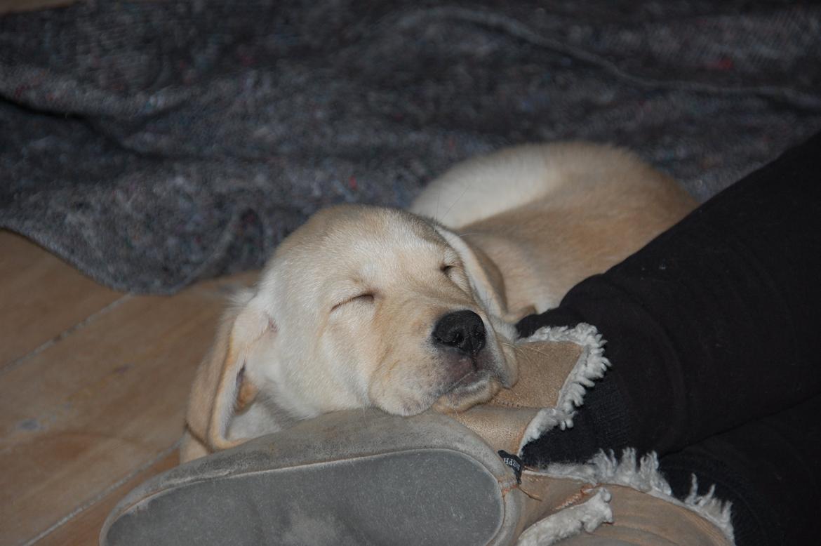 Labrador retriever Juelsgaard`s Fortitudo - Dengang man næsten kunne være i mors hjemmesko. billede 12