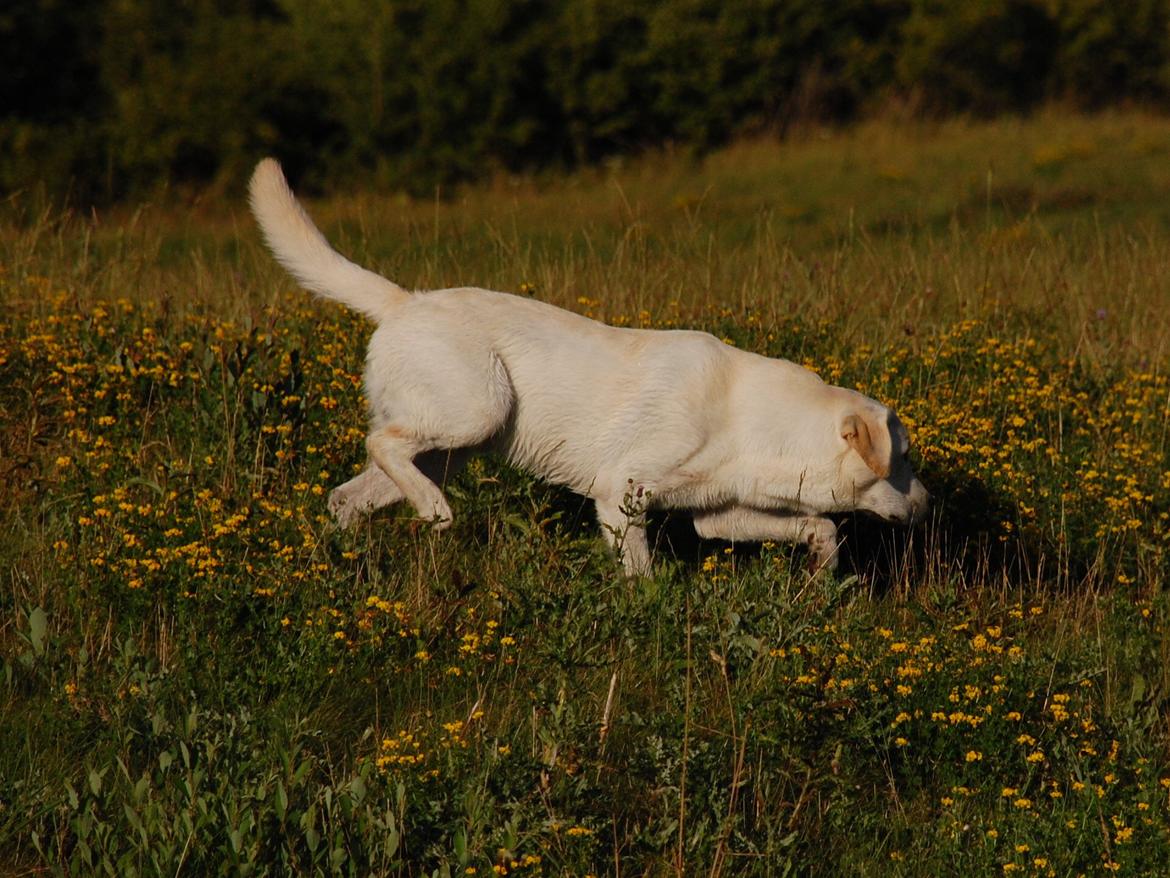Labrador retriever Juelsgaard`s Fortitudo - Søger efter dummy.
Juli 2013. billede 6