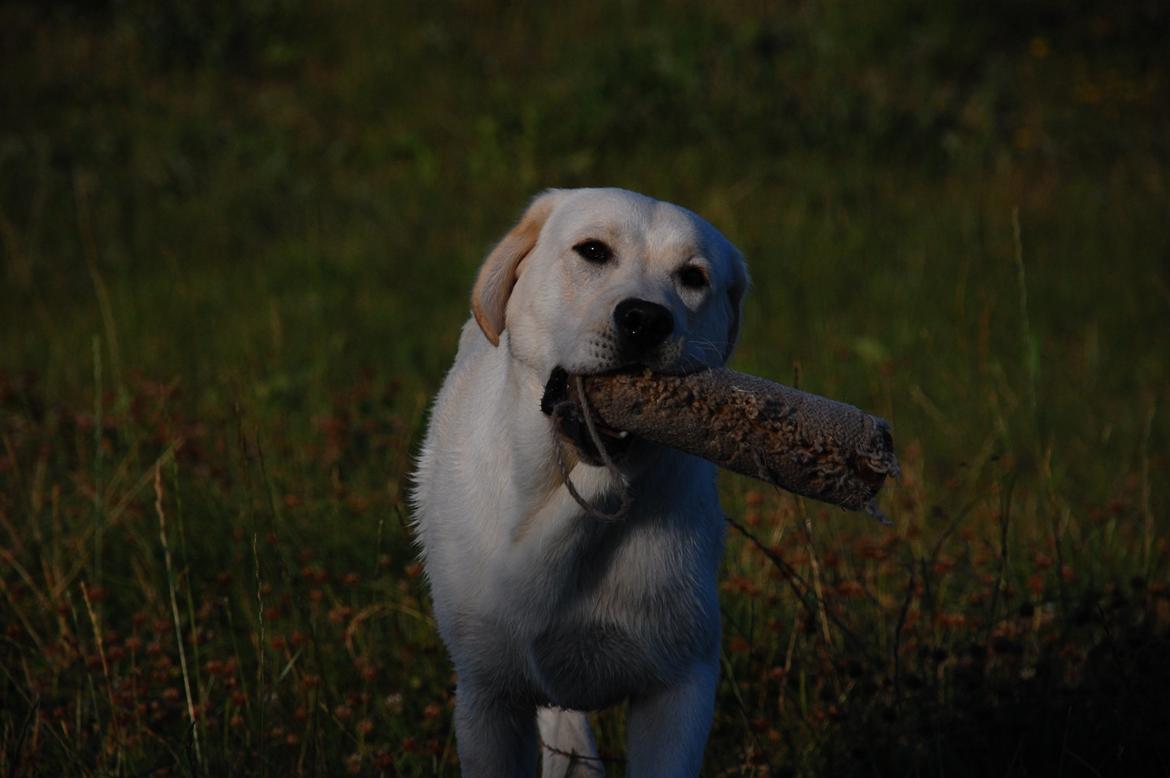 Labrador retriever Juelsgaard`s Fortitudo billede 7
