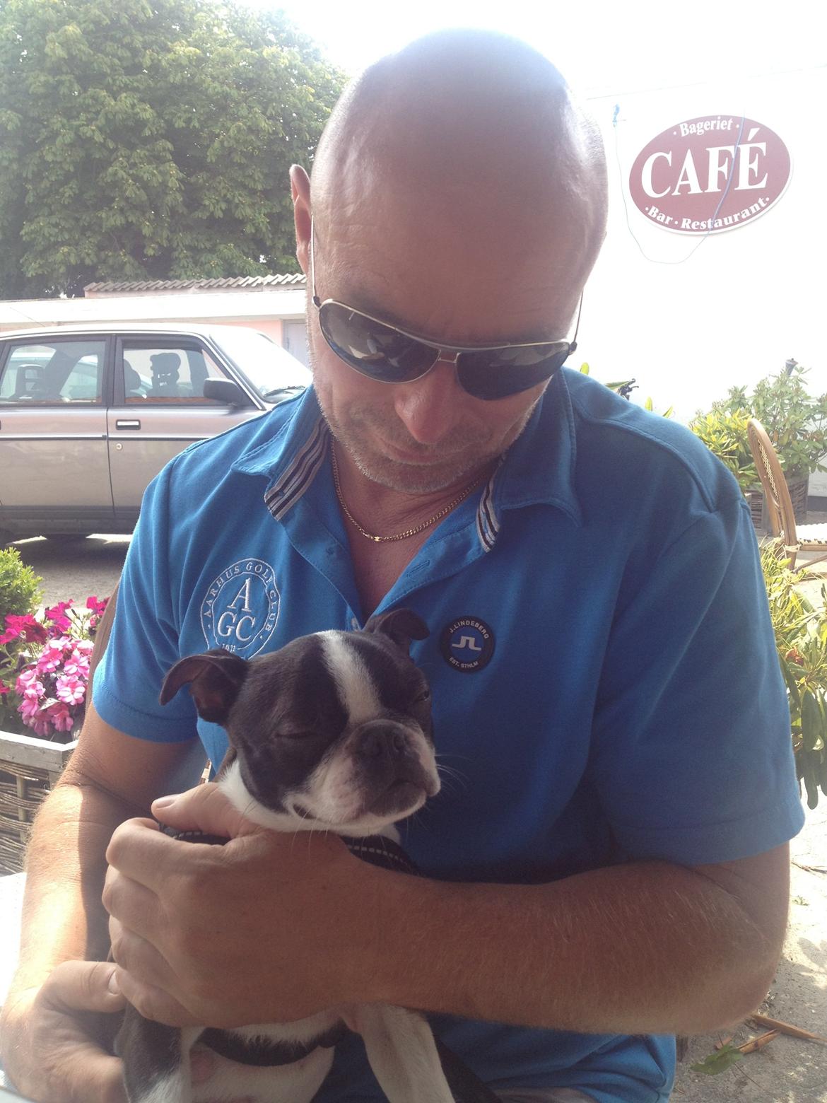 Boston terrier Buddie (Fyrhøj Giano) billede 12