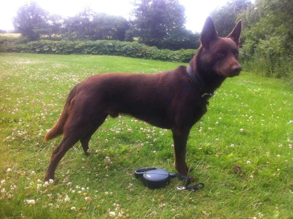 Australsk kelpie Promotion Ducati Monster (Kato) billede 14