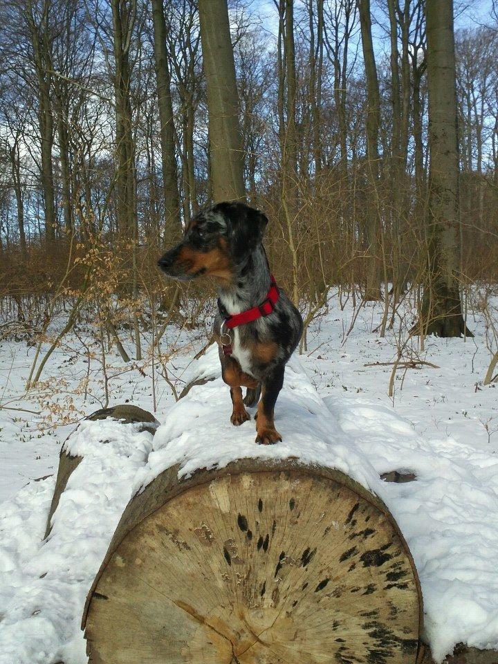 Blanding af racer 'Begga' Gravhund/DSG "Blue merle" - I hundeskoven! :) billede 40