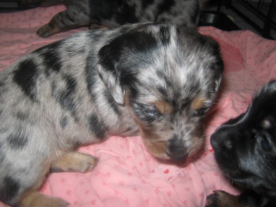 Blanding af racer 'Begga' Gravhund/DSG "Blue merle" - mini Begga  billede 41