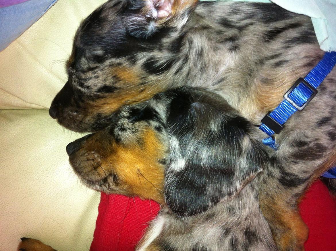 Blanding af racer 'Begga' Gravhund/DSG "Blue merle" - begga og brorman billede 48