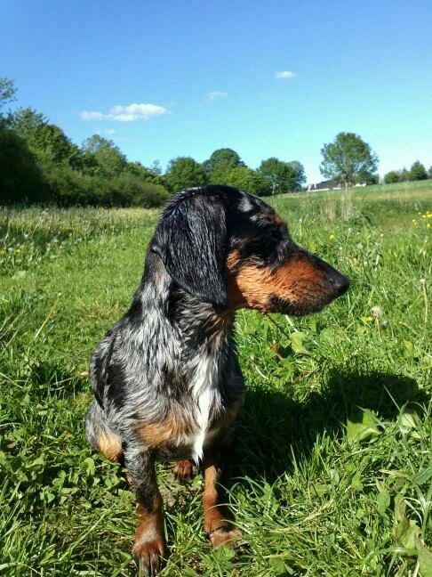 Blanding af racer 'Begga' Gravhund/DSG "Blue merle" - Været ude og svømme i søen :) billede 15