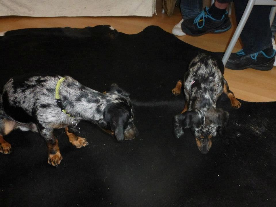 Blanding af racer 'Begga' Gravhund/DSG "Blue merle" billede 49