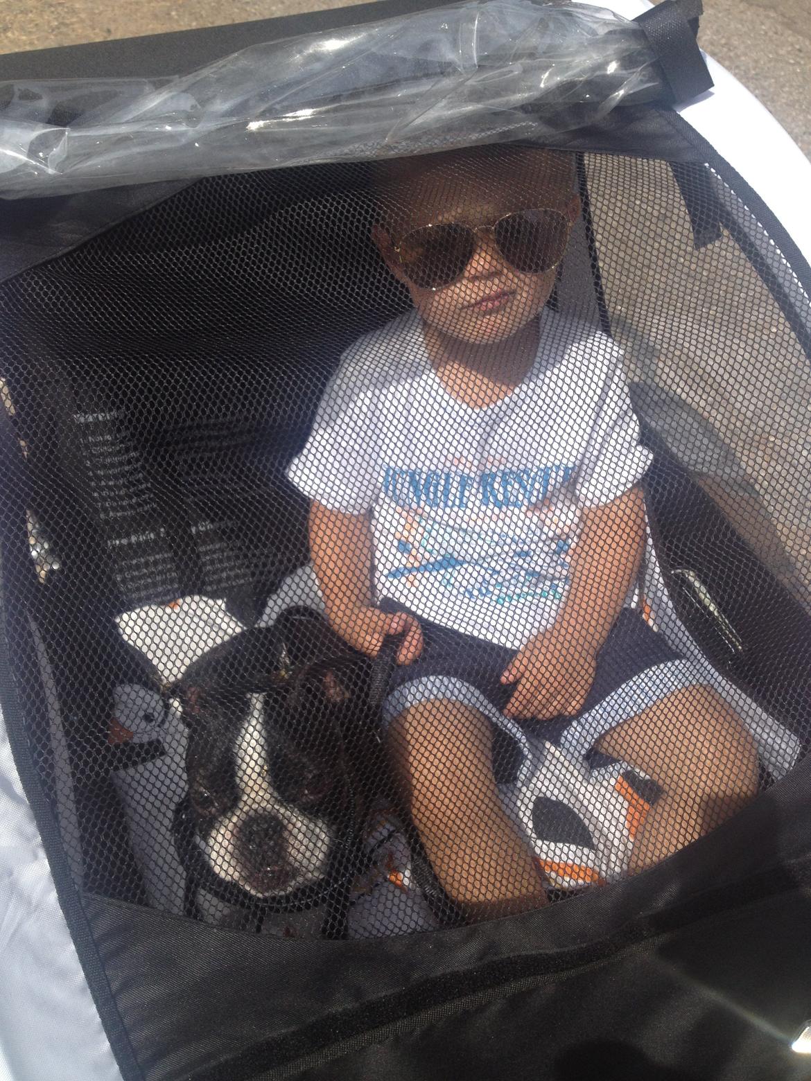 Boston terrier Buddie (Fyrhøj Giano) billede 13