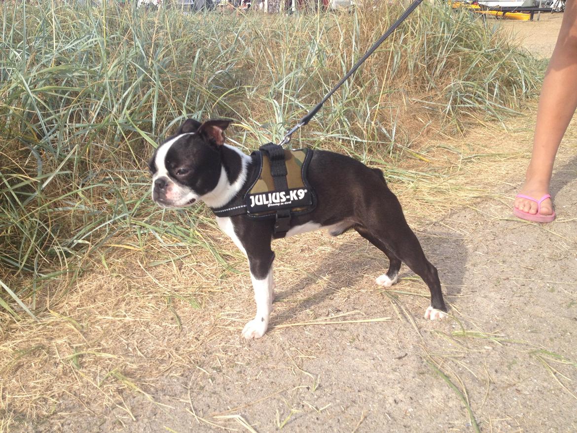 Boston terrier Buddie (Fyrhøj Giano) billede 14