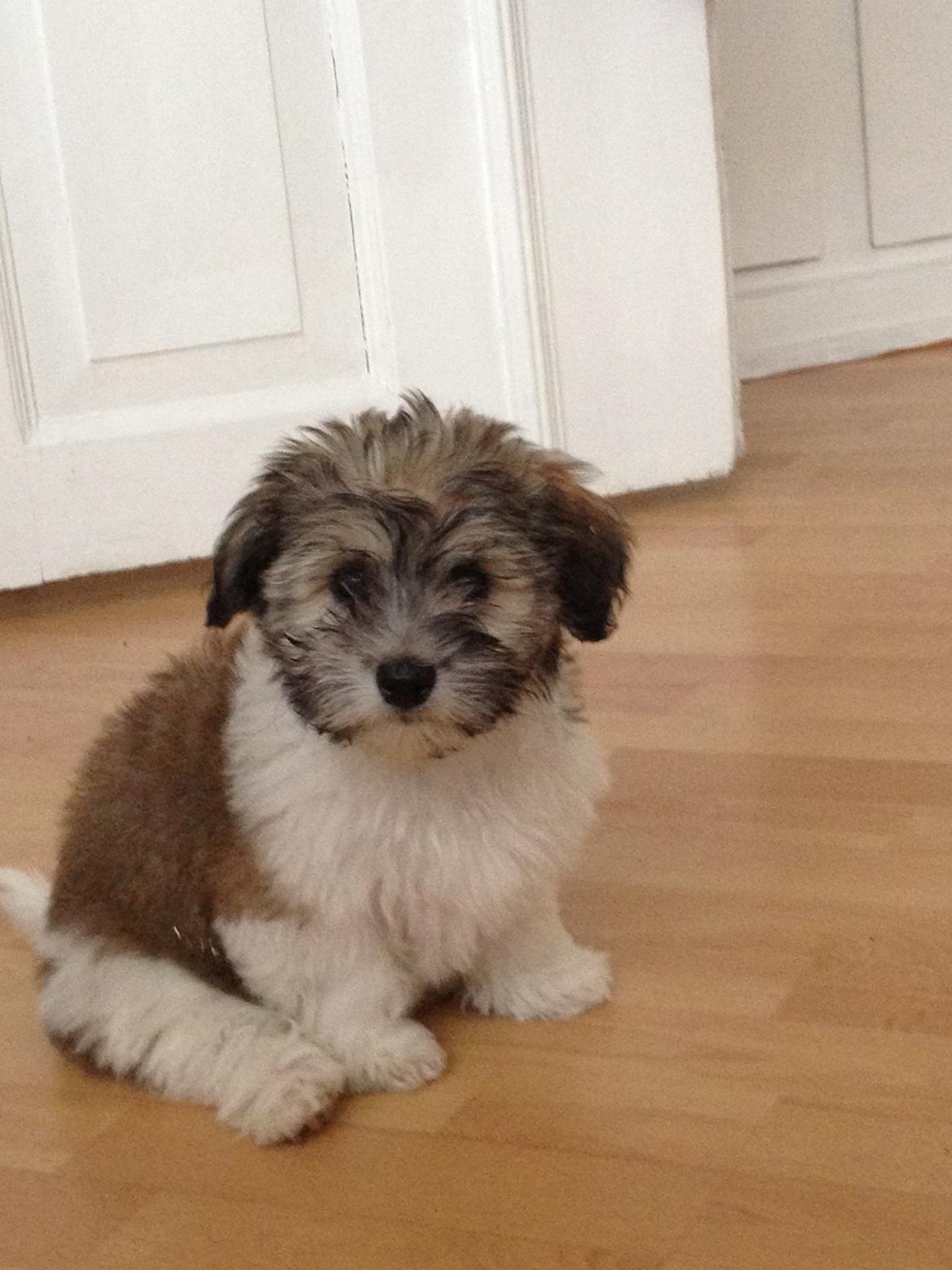 Bichon havanais Karla billede 1