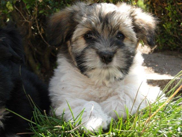 Bichon havanais Karla billede 2