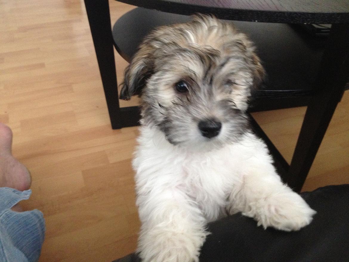 Bichon havanais Karla billede 3