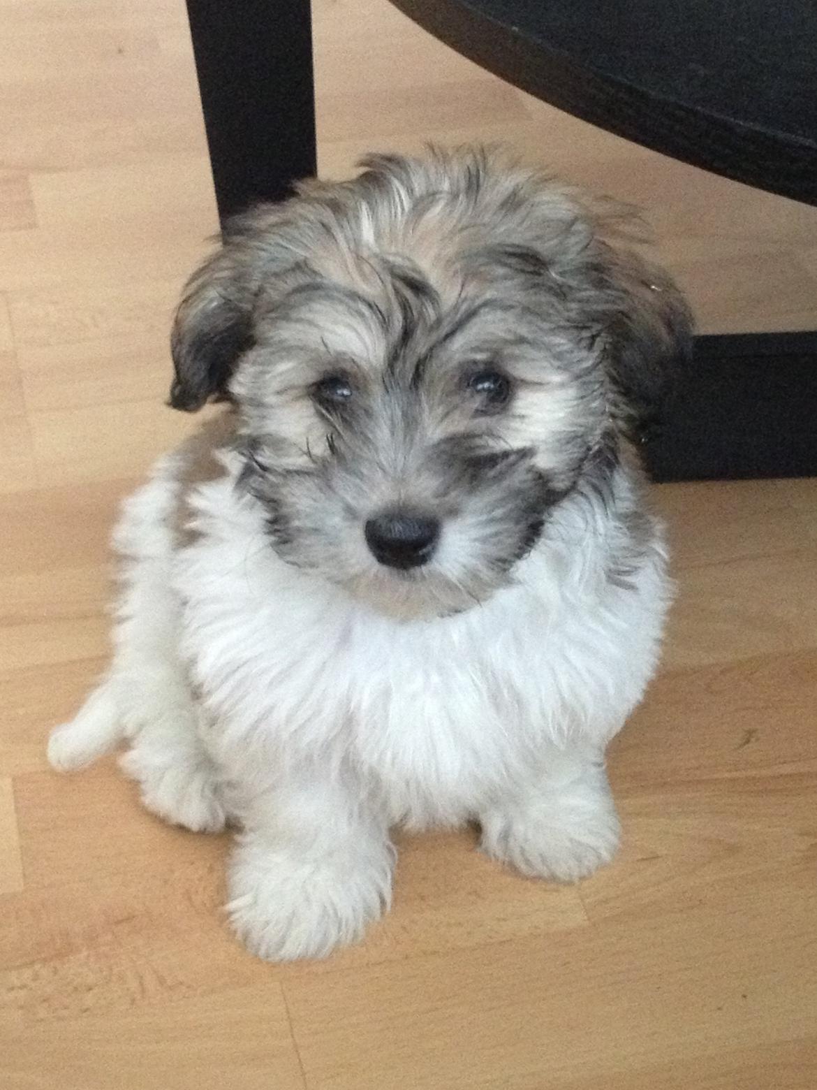 Bichon havanais Karla billede 4