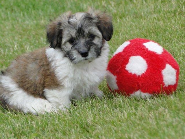 Bichon havanais Karla billede 5