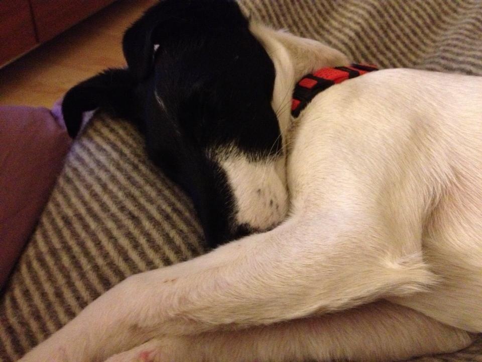 Glathåret foxterrier Pixie (lufter) billede 1