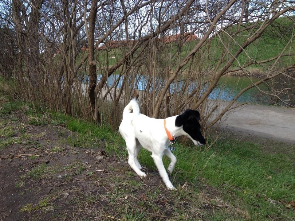 Glathåret foxterrier Pixie (lufter) billede 2