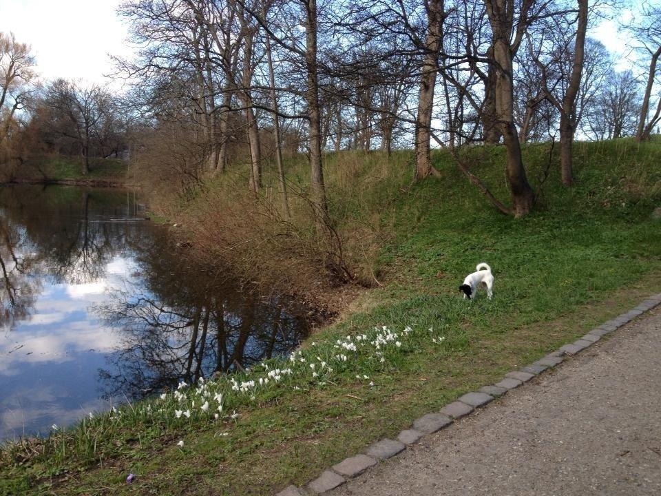 Glathåret foxterrier Pixie (lufter) billede 3