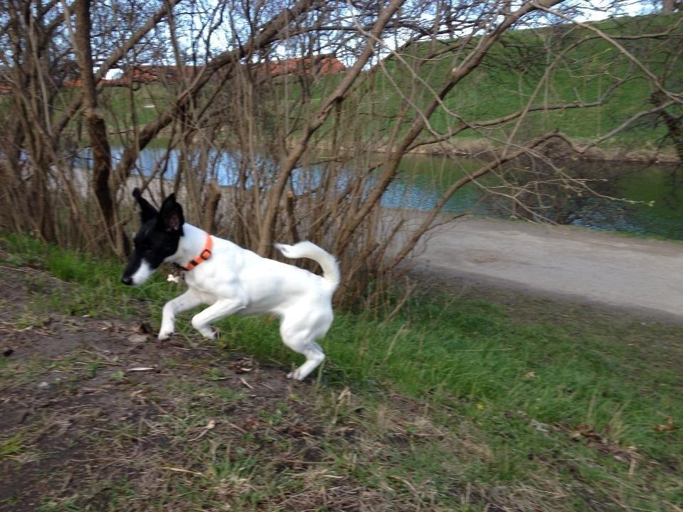 Glathåret foxterrier Pixie (lufter) billede 4