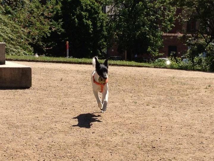Glathåret foxterrier Pixie (lufter) billede 5